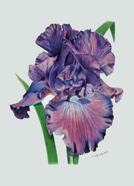 Coloured pencil artwork by Terry Mellway