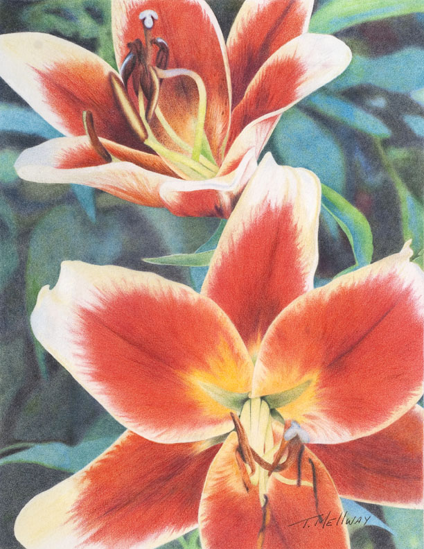 Coloured pencil artwork by Terry Mellway