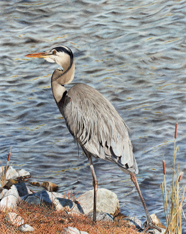 Coloured pencil artwork by Terry Mellway