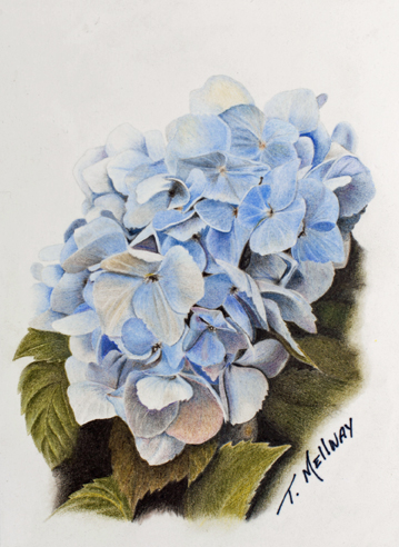 Coloured pencil artwork by Terry Mellway