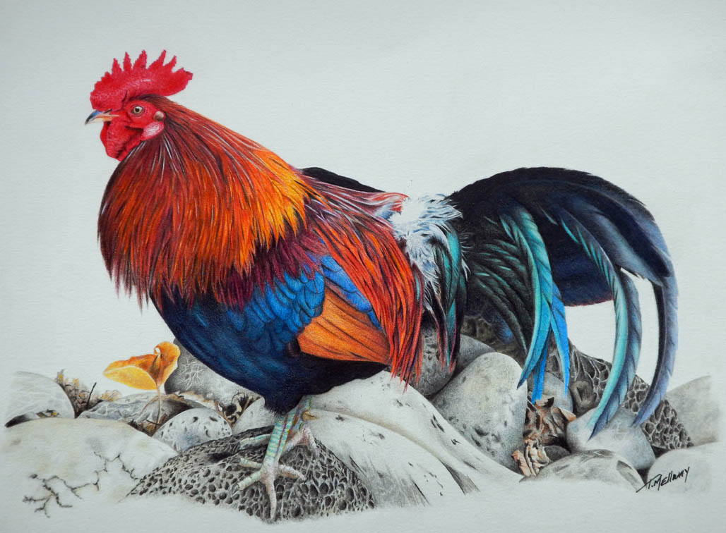 Coloured pencil artwork by Terry Mellway
